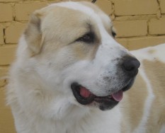 Айлуна Айлу Айли