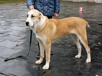 КАРАКЕЛЕ