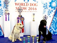 Wold Dog Show 2016