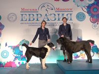 Интернациональная выставка собак “ЕВРАЗИЯ-2017”