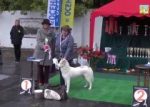 Видео Best In Group-5 Осенняя легенда 201