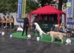 Видео Best In Group-8 Осенняя легенда 2016