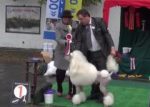 Видео Best In Group-9 Осенняя легенда 201