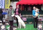 BEST PUPPY породы на Осенней легенде 2016