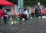 Конкурс юных хендлеров на «Осенней легенде 2016». Коломна
